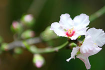 Blossom